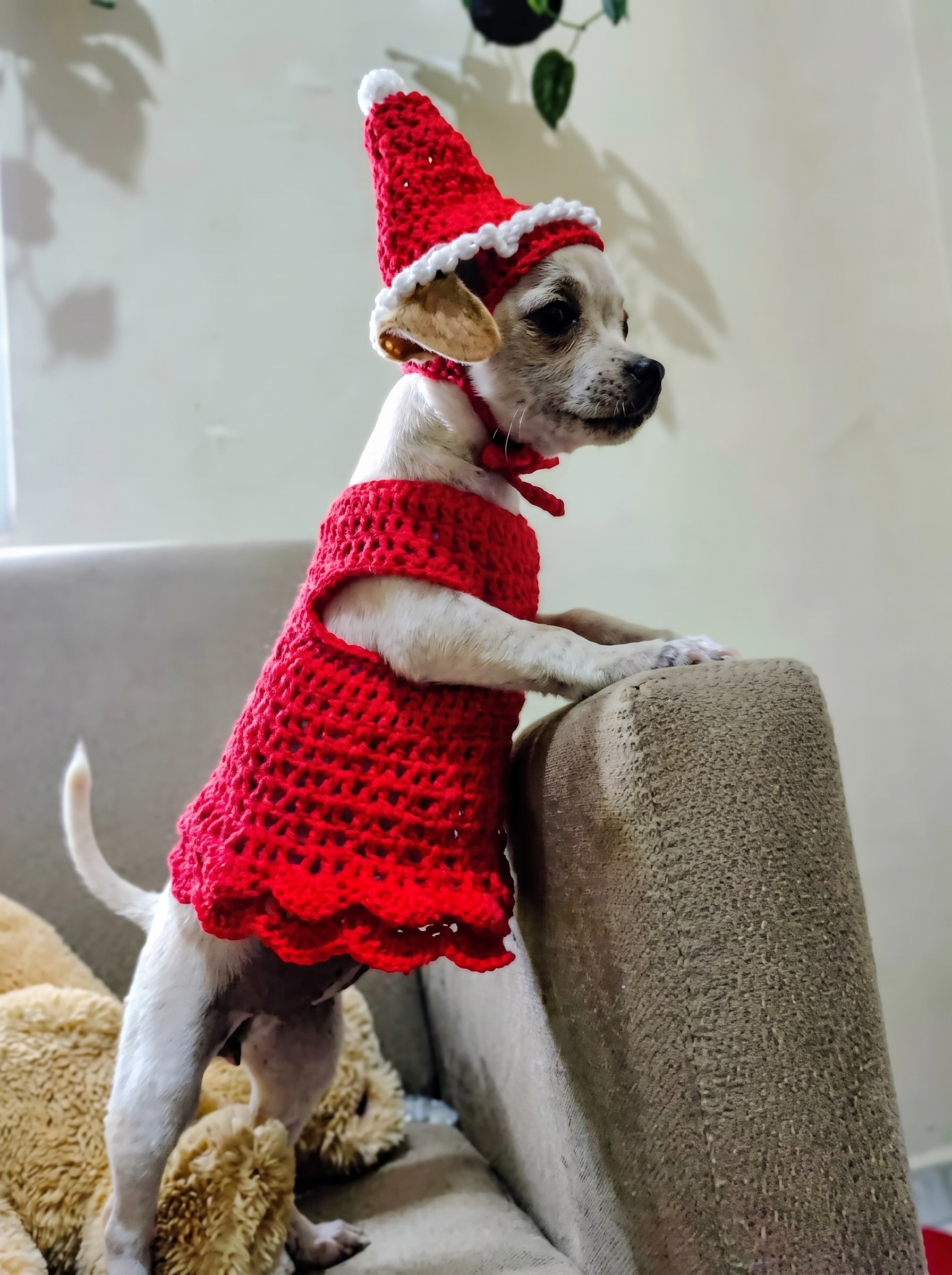Pet usando roupa de crochê natalina vermelha